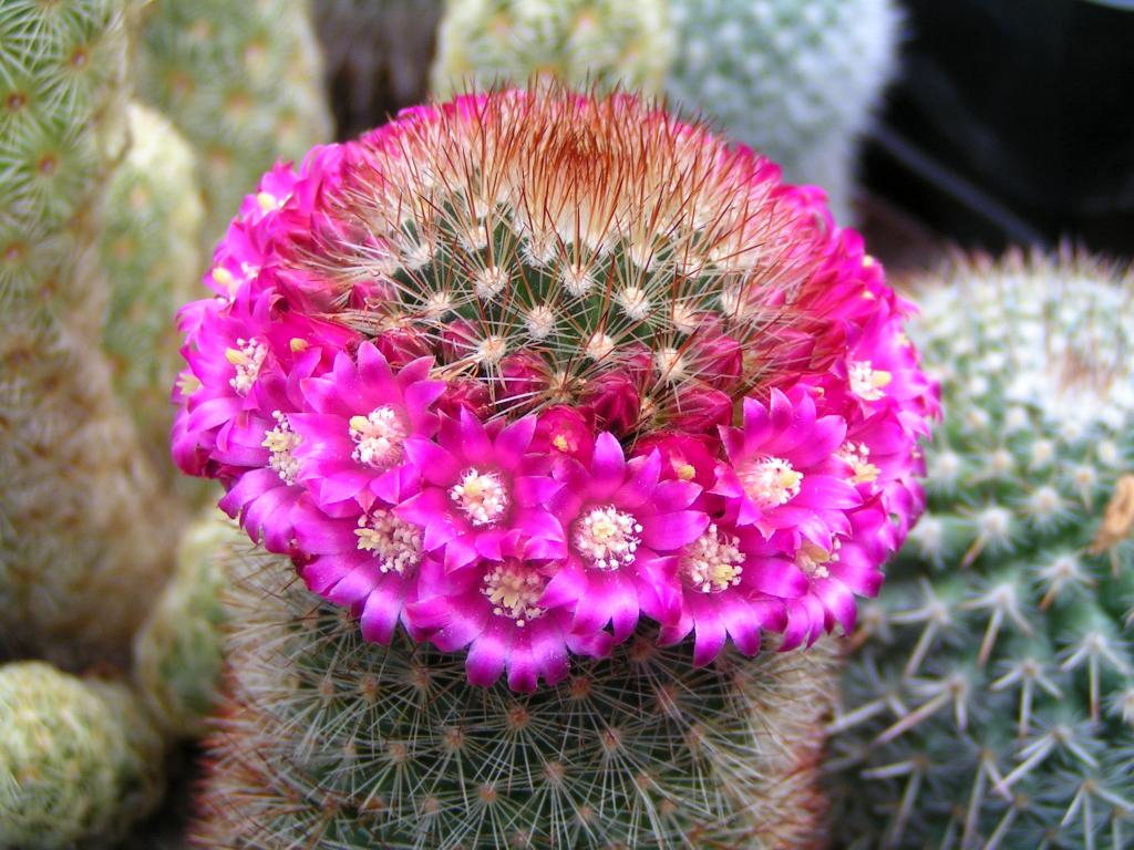 Mammillaria pilcayensis v. chrysodactyla